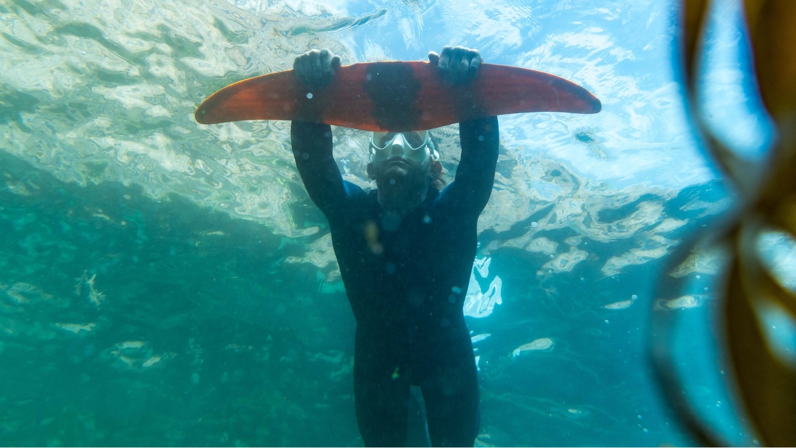 Image d'un plongeur en DeepFoil( ou Deep Foil ) vu par dessous avec la surface de l'eau au dessus et des algues au premier plan