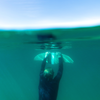 DeepFoil ◦ Vagues